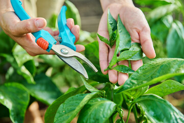 Close-up of bell pepper plant and hands with pruning shears shaping bush