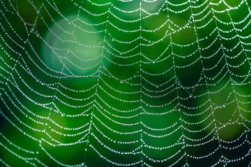 natural background. cobwebs in dew drops on a green plant