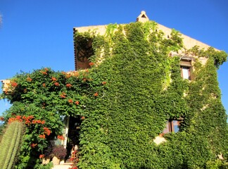 house covered in Bignonia and Virginia Creeper plants