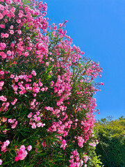 Un bougainvilliers à fleurs roses par une journée ensoleillée.