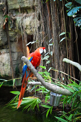 red and yellow macaw