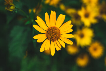 Plantation of yellow false sunflowers