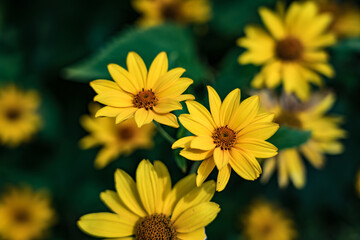 Plantation of yellow false sunflowers