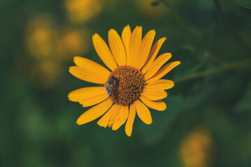 A bee is sitting on a yellow false sunflower