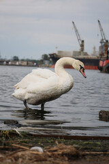 swan on a background bits and pieces of old ships and metal figures