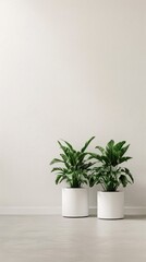 Obraz premium Two potted plants with green leaves in white pots on a white floor and a white wall.