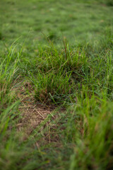 grass, bush, green pasture, background