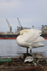 swan on a background bits and pieces of old ships and metal figures