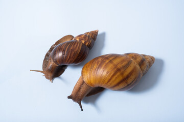 Giant snail on the blue background