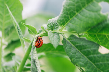 A red and black bug is on a leaf