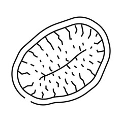 kiwi dried fruit line icon vector. kiwi dried fruit sign. isolated contour symbol black illustration