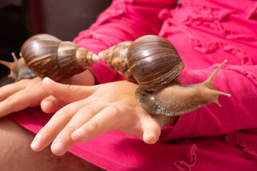 Snail Lissachatina fulica or Achatina fulica in children's hands