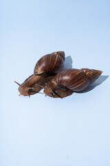 Snails Lissachatina fulica or Achatina fulica on blue background