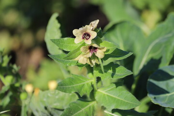 Hyoscyamus niger known as black henbane or stinking nightshade, poisonous plant.