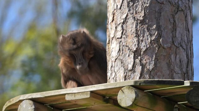 Monkey Gelada baboons sitting on a tree