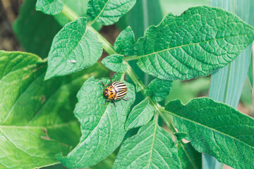 A bug is sitting on a leaf of a plant