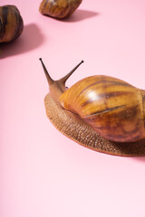 Giant snail on pink background