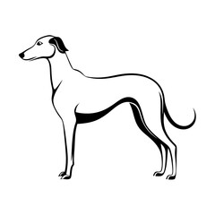 Fototapeta premium graceful deerhound dog standing proudly, elegant posture, sleek fur, line art