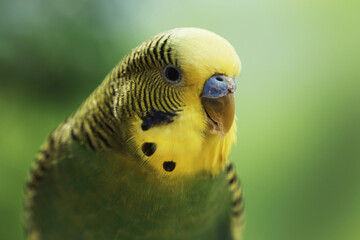 Pet Parrot Cute Green Budgerigar