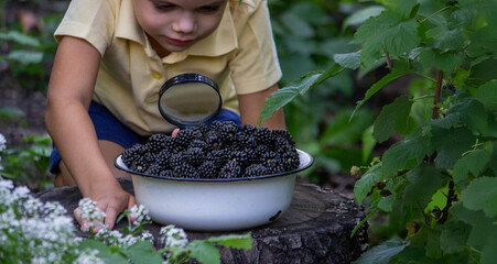 the boy looks at a blackberry through a magnifying glass, against the background of nature. Selective focus
