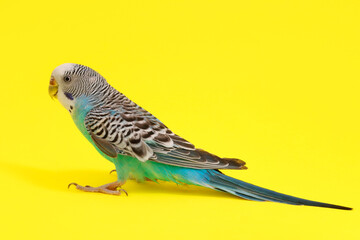 Beautiful parrot on yellow background. Exotic pet