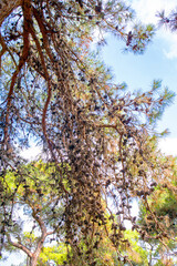 pine cones on the branches in the forest
