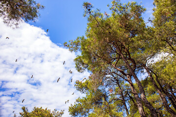 flock of storks in the sky over forest