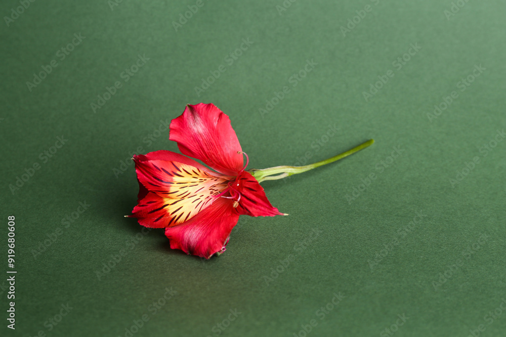 Poster Beautiful red alstroemeria flower on green background