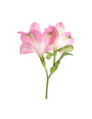 Beautiful pink alstroemeria flowers isolated on white
