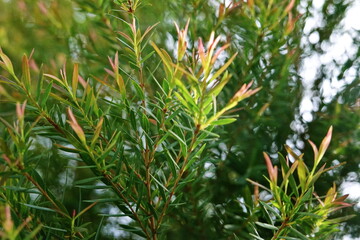 Melaleuca bracteata macro leaves small world 