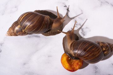 Snails Lissachatina fulica or Achatina fulica on marble background