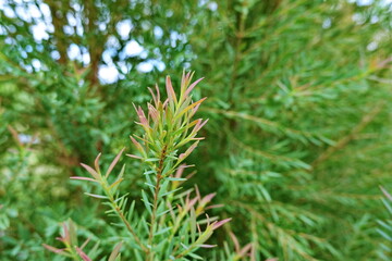 Melaleuca bracteata macro leaves small world 