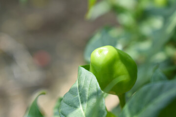 fresh green chili on plant closeup, chili plants in organic farming, Chilies closeup in field, Green chili plant in a farmer's field, Ripe green chili on a plant in Chakwal, Punjab, Pakistan