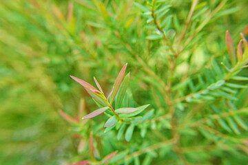 Melaleuca bracteata macro leaves small world 