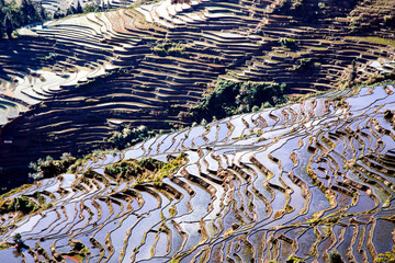 Rice terraces in the rays of the setting sun during golden hour in the mountains of Yunnan province, China. Aerial view of the rice field area, agricultural farms.