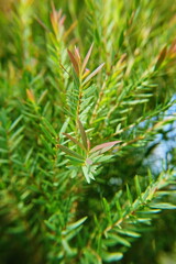 Melaleuca bracteata macro leaves small world 