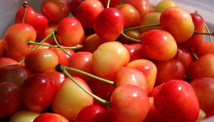 Ripe Juicy Rainier Sweet Cherry Berries With Stalks Scattered Closeup Angle View
