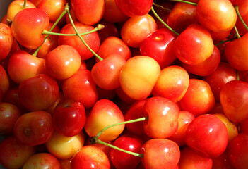 Yellow And Red Corum Sweet Cherries Illuminated With Sun Light After Harvesting 