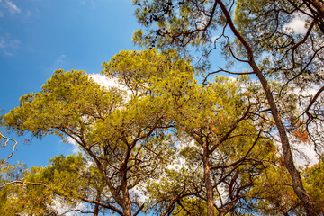 Fototapeta premium trees under cloudy the sky in the forest