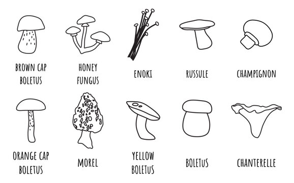 Set of various mushrooms in outline style on white background in outline style for icons, posters, books, kids, webs, apps