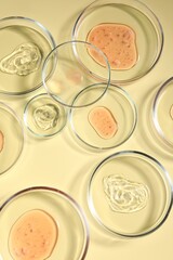 Petri dishes with samples on beige background, top view