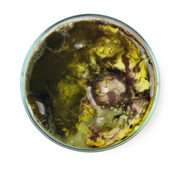 Petri dish with bacteria isolated on white, top view