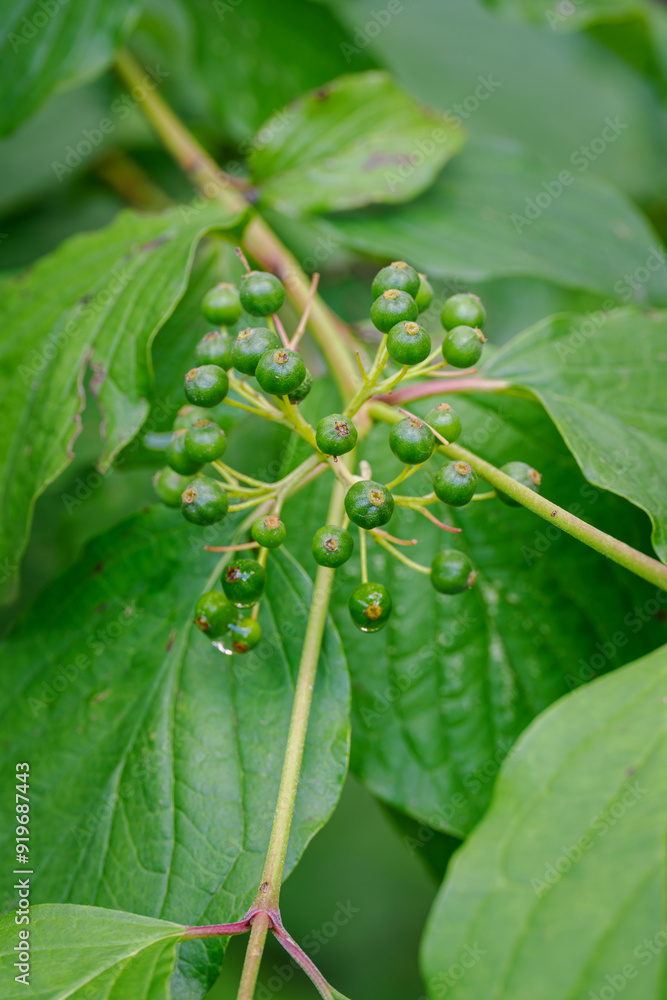 Poster green fruits on the itchy blood tree.