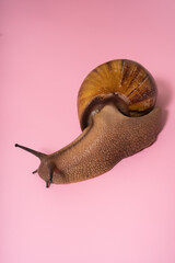 Giant snail on pink background
