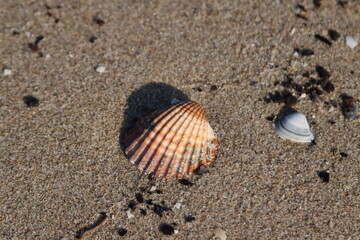 Seashell casting a shadow on the sand of a beach