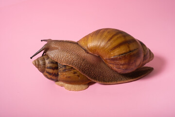 Giant snail on pink background