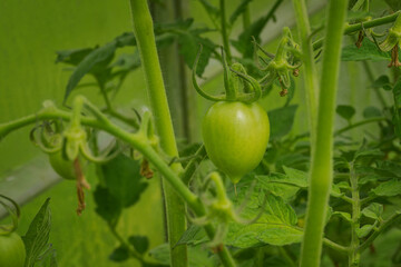 Green tomato fruit on a stem.