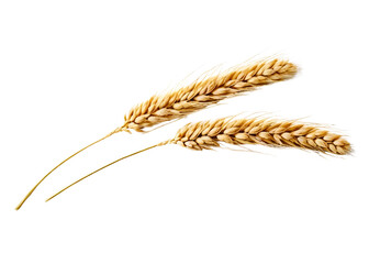 Ears of wheat isolated on white background