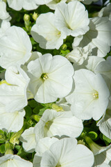 White petunia. Surfinia flower buds. Summer petal plant background