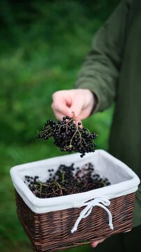 A man takes a bunch of ripe black elderberries from a basket in the forest. Black elderberry harvest. A person holds a branch of fresh sambucus berries in his hand